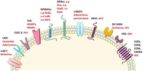 Frontiers The Inflammatory Role Of Platelets Via Their Tlrs And