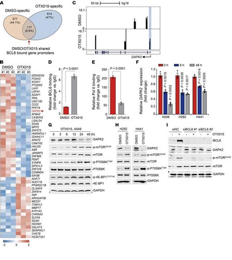 JCI - BCL6 confers KRAS-mutant non–small-cell lung cancer resistance to ...