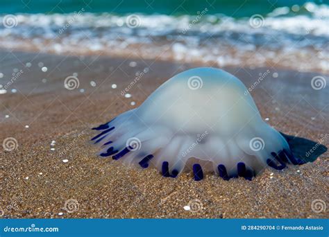 Medusa Meduse Medusa Colorata Sott Acqua Molluschi Che Si Muovono In