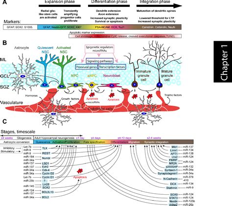 Figure From Patho Physiological Regulation Of Adult Hippocampal