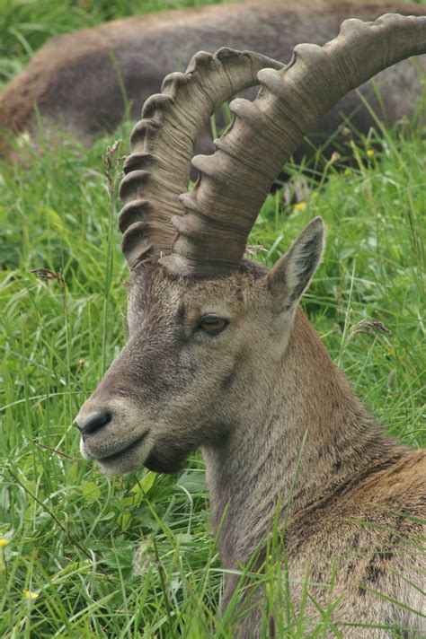Ibex 1 Free Photo Download | FreeImages