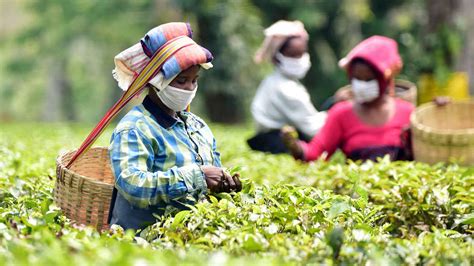 Bengal And Assam’s Tea Industry Hit Hard By Lockdown Double Whammy For Darjeeling