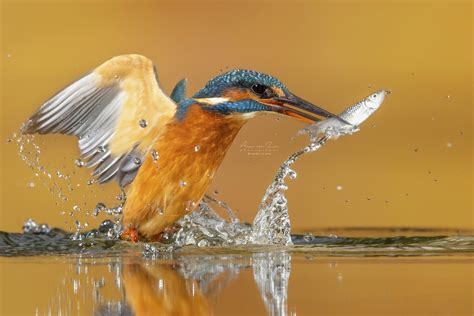 Crowd Results Birds That Live Near Or On Water Bird Photo Contest