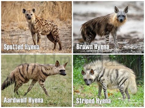 10 Fun Facts About Hyenas Ultimate Kilimanjaro