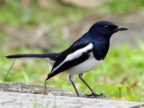 Oriental Magpie Robin » Bird Watcher