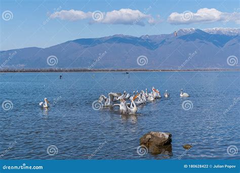 Dalmatian Pelican Pelecanus Crispus Wildlife In Natural Habitat Stock