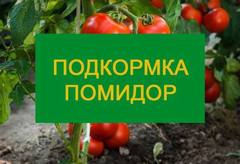 Подкормка помидор в открытом грунте и теплице: схемы и способы, ТОП 14 ...