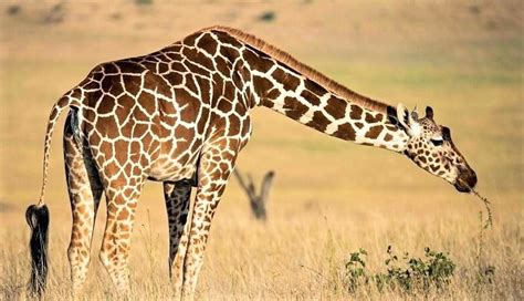 15 Fantastic Giraffe Facts for Clever Kids | toucanBox