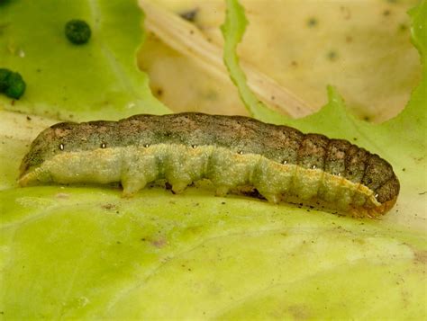 Common Caterpillar Vegetable Pests Wildlife Insight