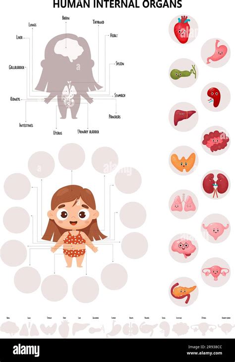 Anatomie Corps Humain Infographies Avec Mignonne Fille Sch Ma Visuel