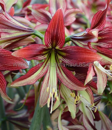 HIPPEASTRUM AMARYLLIS UNIQUE CYBISTER MYSTICA 34 36 CM 6 P OPEN