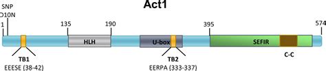 il  family cytokines receptors  signaling pmc