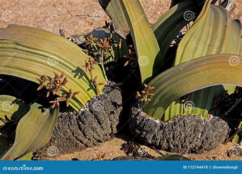 Welwitschia Welwitschia Mirabilis Stock Photo Image Of Namib Namibia