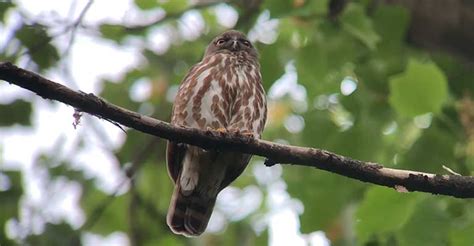 The Life And Times Of The Northern Boobook The Worlds Rarest Birds