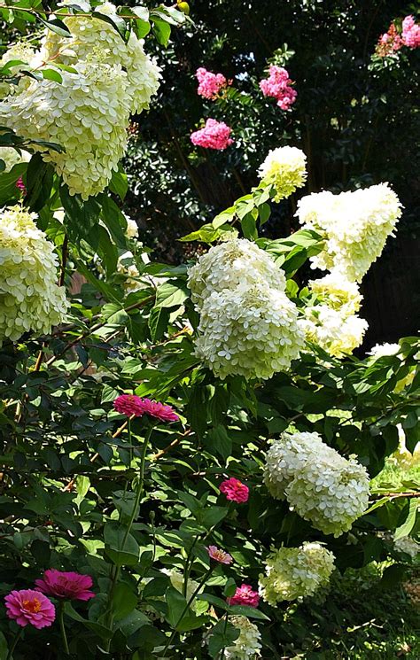 The Perfect Hydrangea My Fast Growing Limelight A Cultivated Nest