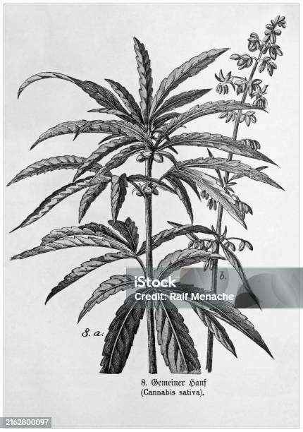 Cannabis Sativa Cropped From Victorian Style Botanical Lithographs Book