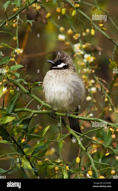 White Cheeked Bulbul Himalayan Bulbul Pycnonotus Leucogenys Sitting