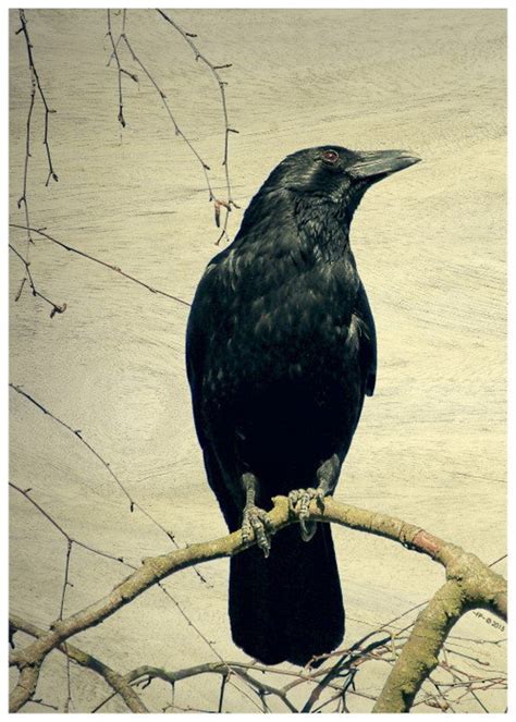 Perched Crow Crow Art Raven Iconic Edgar Allan Poe - Etsy