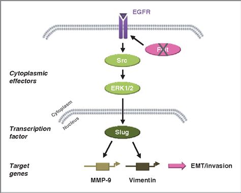 Figure 7 From Fhit Regulates Emt Targets Through An Egfrsrcerkslug