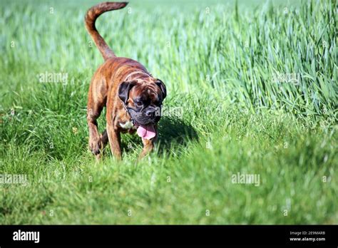 German Boxer dog Stock Photo - Alamy