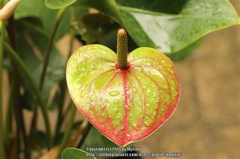 Anthuriums Plant Care And Collection Of Varieties