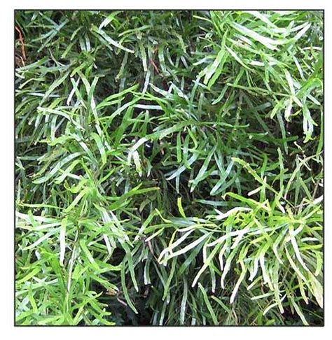 Alupihan / Muehlenbeckia platyclada / Centipede plant / Ribbon bush ...