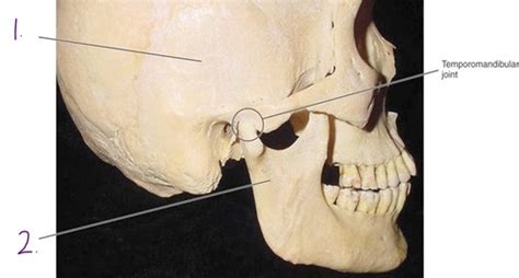 Temporomandibular Joint Tmj Flashcards Quizlet