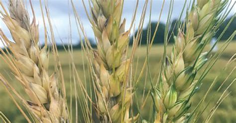 Lean into reliability with Miravis Ace wheat fungicide | AGDAILY