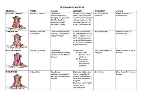 Musculos Suprahiodeos E Infrahioideos Musculos Suprahiodeos Musculo