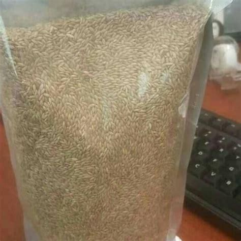 Jual Benih Rumput Gajah Mini 1kg Shopee Indonesia