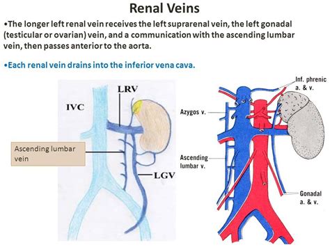 Gonadal Vein Cadaver