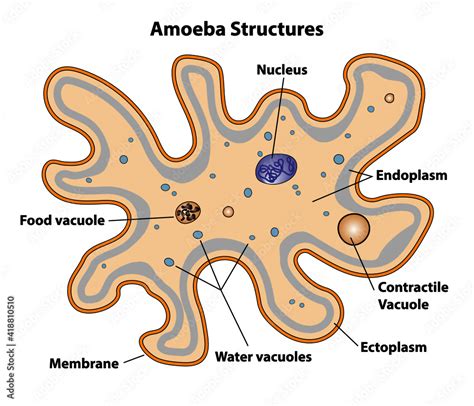 Vetor Do Stock Amoeba Cell Anatomy Labeling The Cell Structures With Nucleus Endoplasm