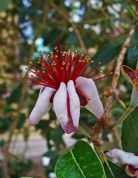 Feijoa Planter Et Entretenir Ooreka