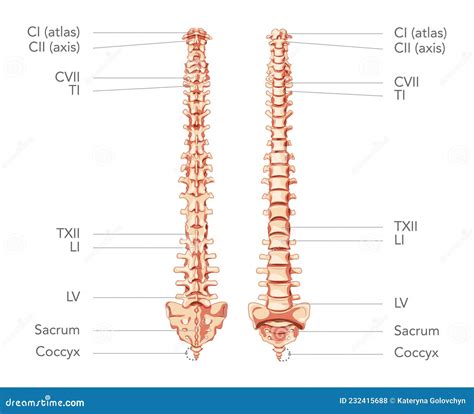 Spine Diagram Labeled