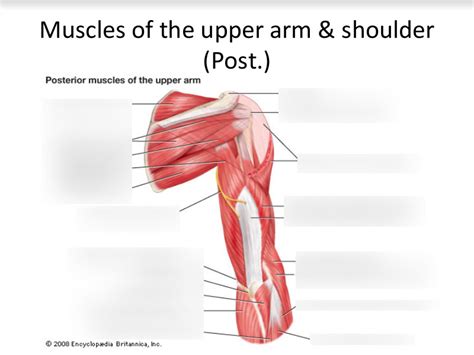 Muscles Of The Upper Arm And Shoulder Posterior Shoulder To Elbow