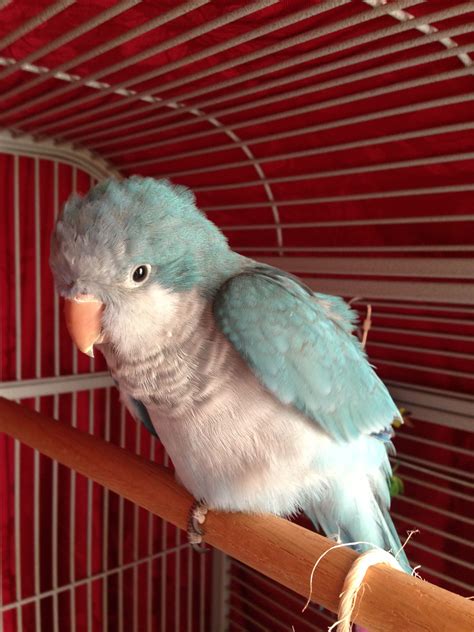 Blue Quaker Parrot 13 Weeks Old Funny Birds Cute Birds Cute Funny