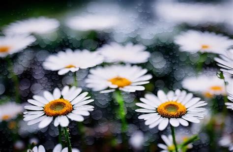 Premium Ai Image Daisies In The Rain Generative Ai