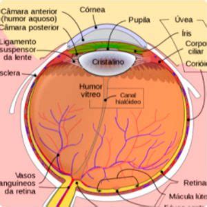 Para que serve o exame de retinografia Clínica de olhos