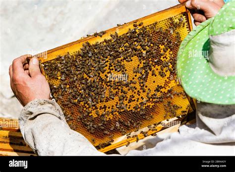 The Beekeeper Holds A Honeycomb Frame With Honey And Bees In The Apiary