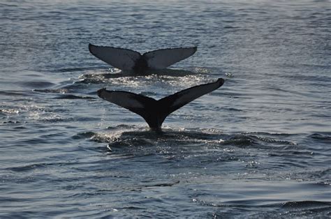 Are Whales Mammals Or Fish Whale And Dolphin Conservation Usa