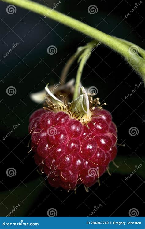 Close Up Of Ripe Red Raspberry Stock Image Image Of Health Close