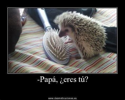 77 best images about spanish memes on Pinterest | Spanish, El meme and Ja ja ja