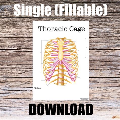Thoracic Cavity Blank Diagram