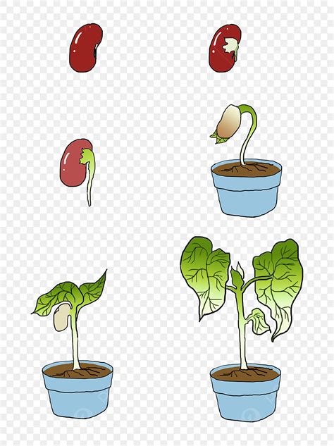 Bean Sprouts Png Picture Hand Painted Plant Growth Process Red Bean