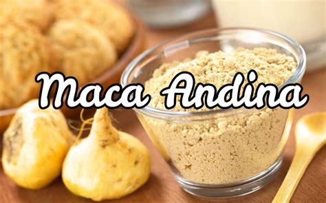 Maca Andina Propiedades Beneficios Y Contraindicaciones2019