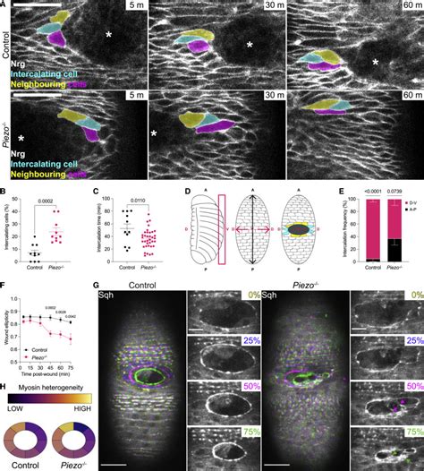 Piezo Acts As A Molecular Brake On Wound Closure To Ensure Effective