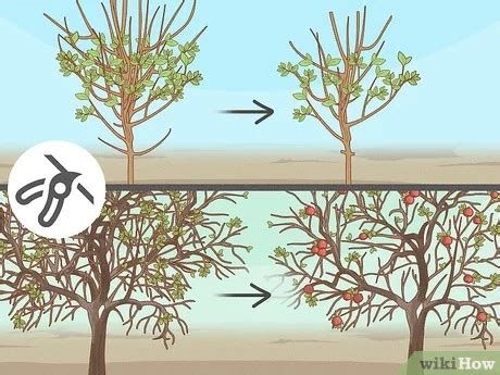 How To Prune Apple Trees Timing Process Explained Clip Art Library