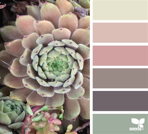 Succulent Hues Design Seeds Seeds Color Colour Schemes