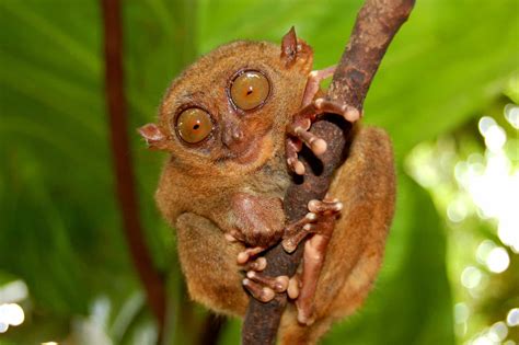 10 Key Facts About Tarsiers A Z Animals