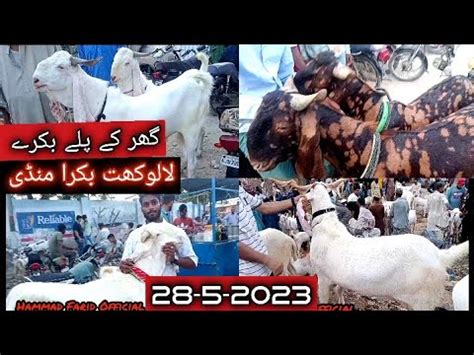 Lalukhet Bakra Mandi 28 3 2023 Latest Update Livestock Khassi Goats